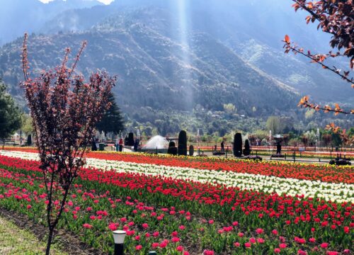 Tulip Garden (Siraj Bagh)