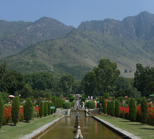 pexels-amjed-wani-1355393378-25786716